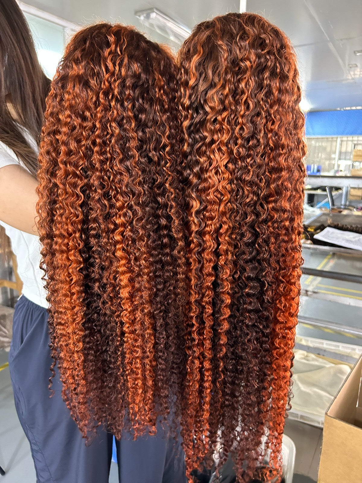 Brown Blend Burmese Curl